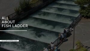 All About Fish Ladder