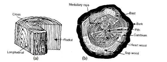 Cross Section of a Tree
