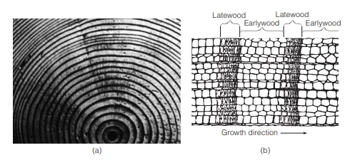 Cross-section of a typical tree system a) Annual rings b) Earlywood and Latewood 