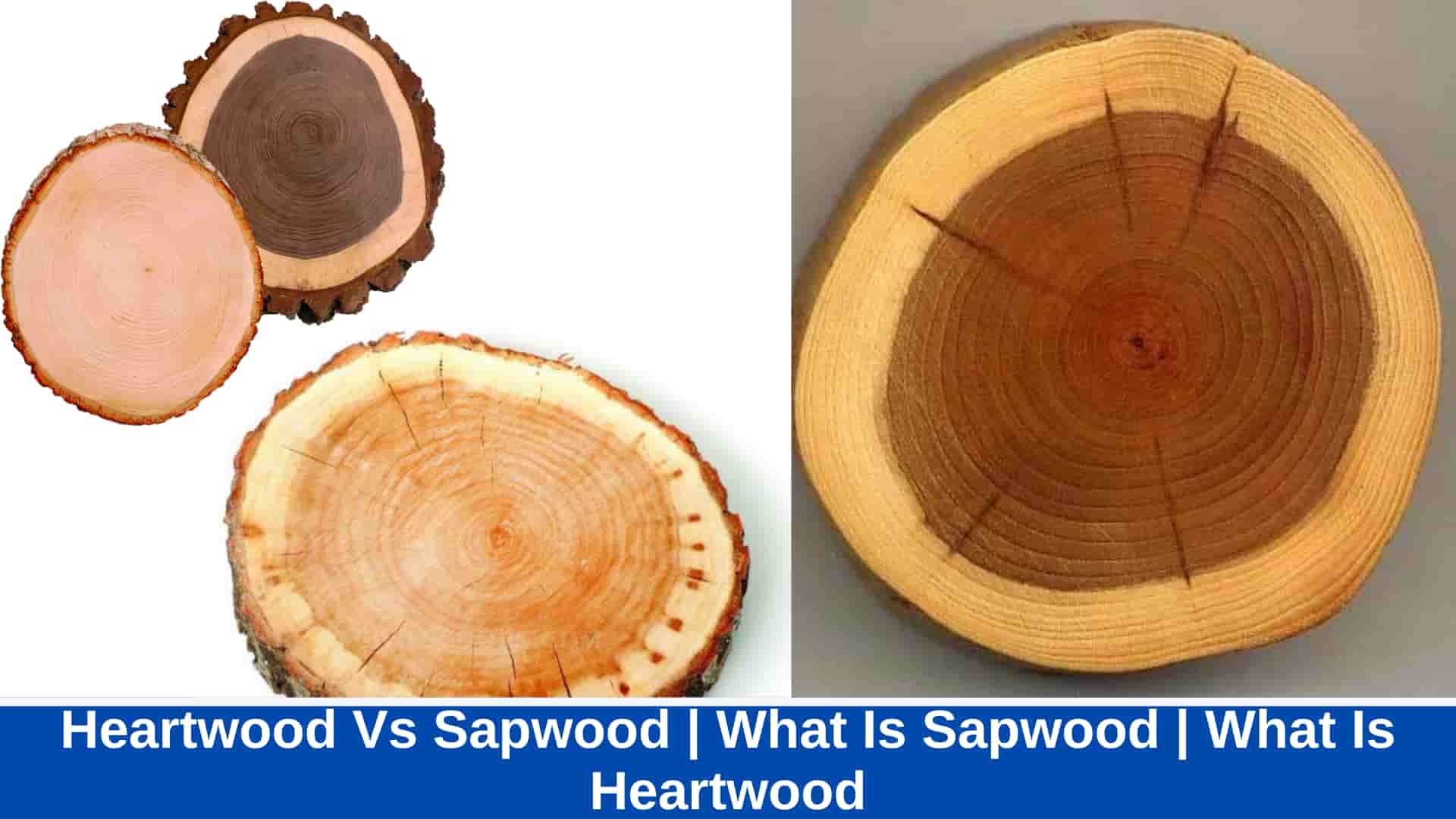Heartwood Vs Sapwood | What Is Sapwood | What Is Heartwood