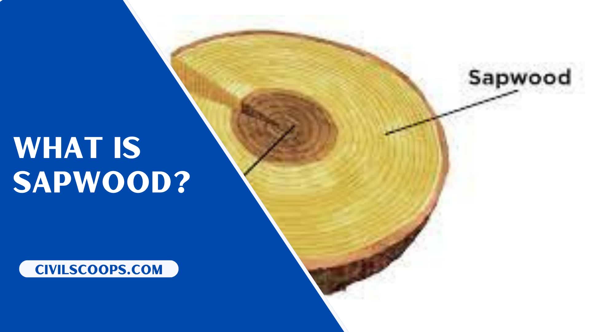Difference Between Heartwood and Sapwood What Is Sapwood What Is