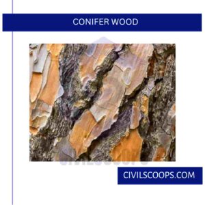 Conifer Wood
