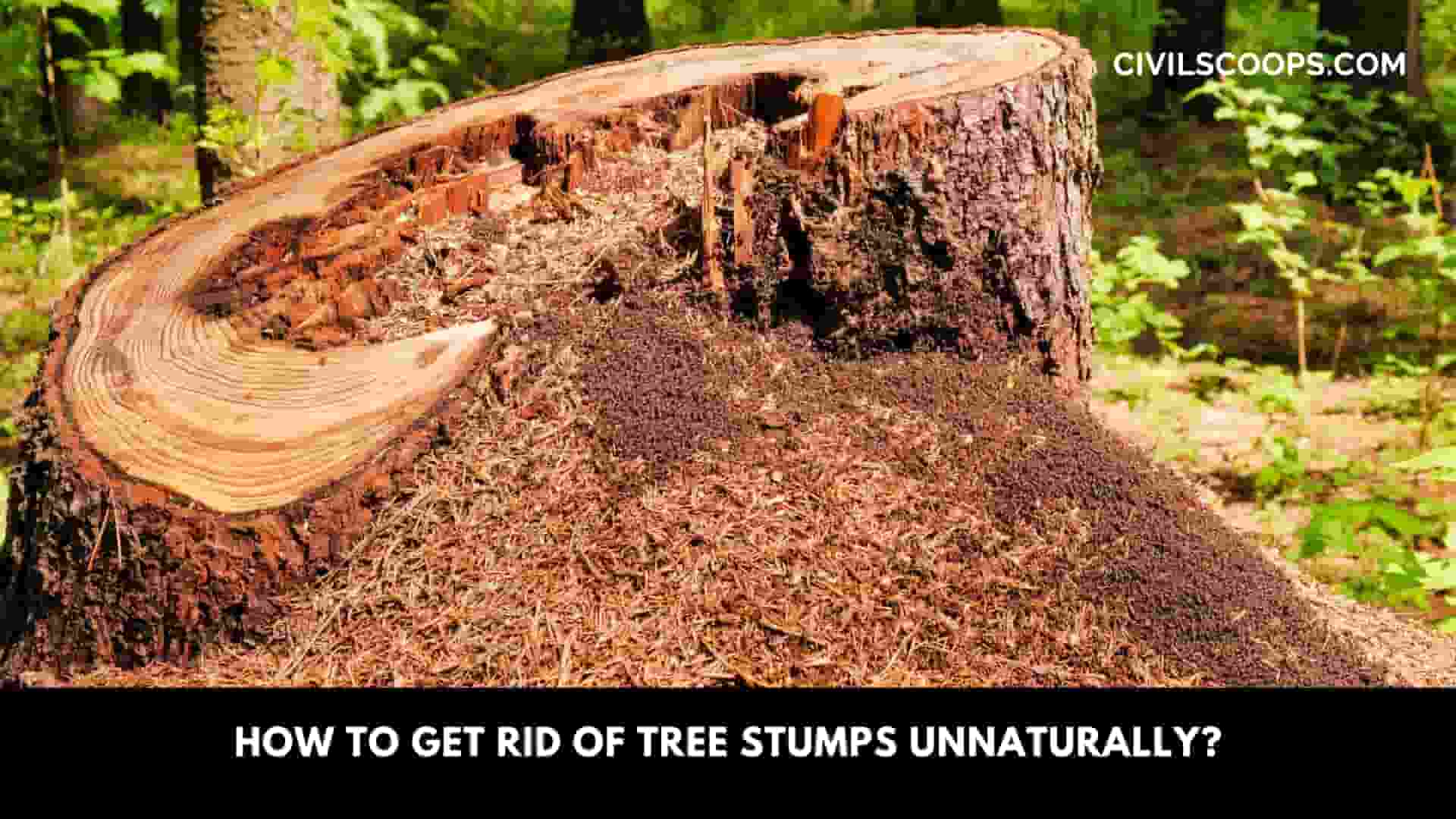 How to Get Rid of Tree Stumps Unnaturally?