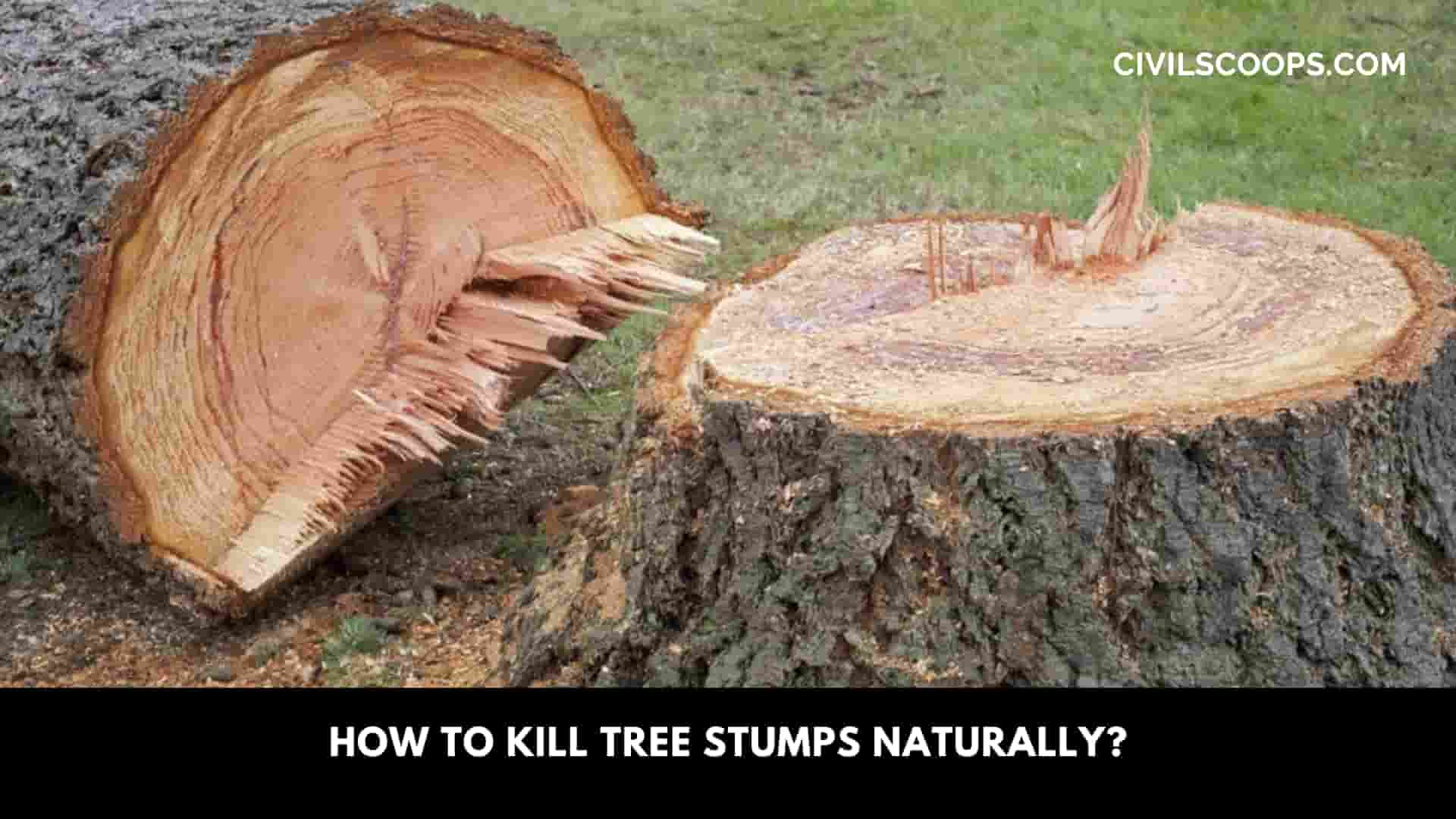 How to Kill Tree Stumps Naturally?