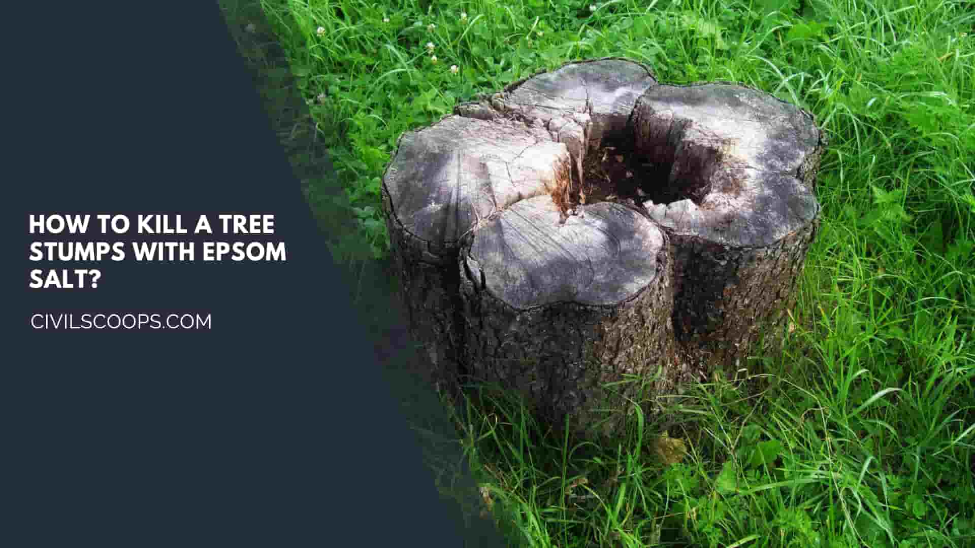 How to Kill a Tree Stumps with Epsom Salt?