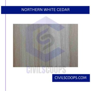 Northern White Cedar