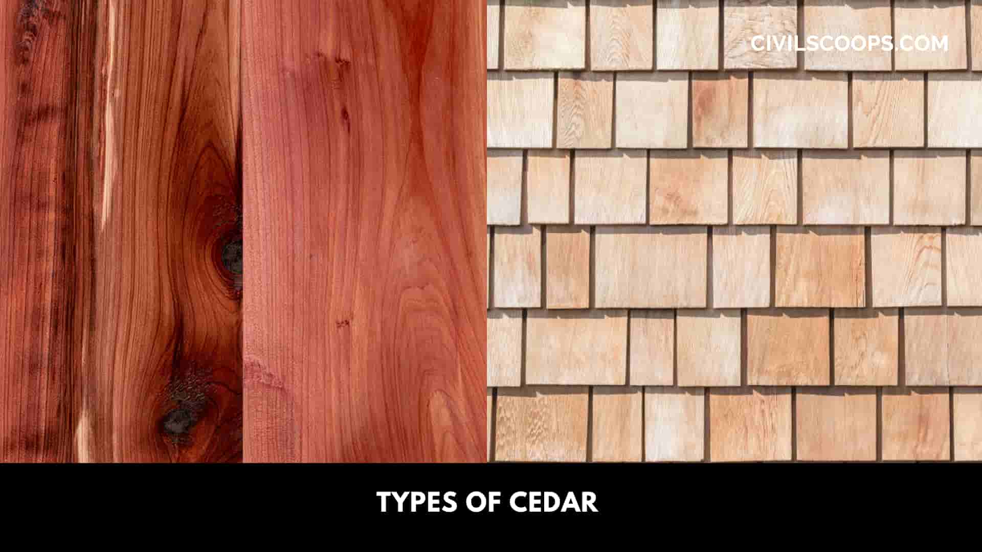 Types of Cedar