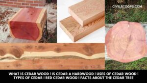What Is Cedar Wood | Is Cedar a Hardwood | Uses of Cedar Wood | Types of Cedar | Red Cedar Wood | Facts About the Cedar Tree