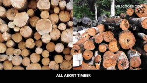 All About Timber