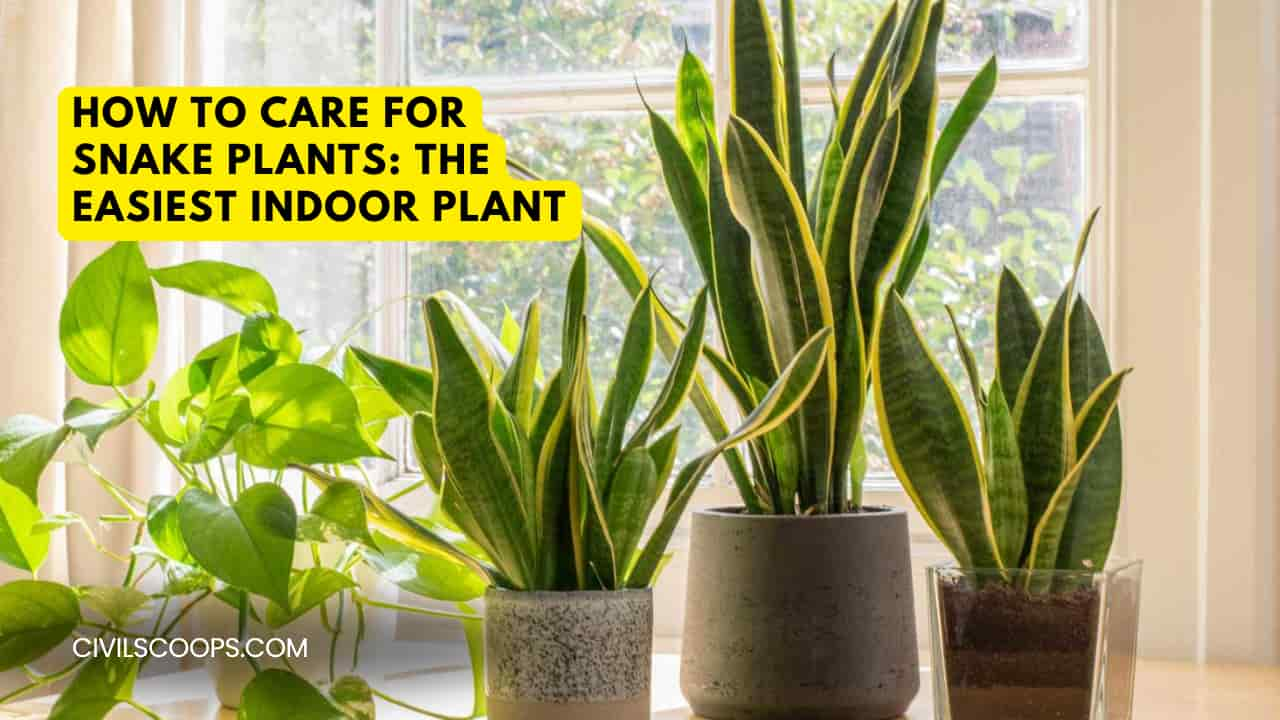 How to Care for Snake Plants: The Easiest Indoor Plant